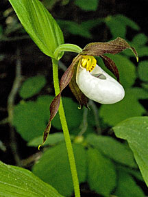 cypripedium montanum graphic